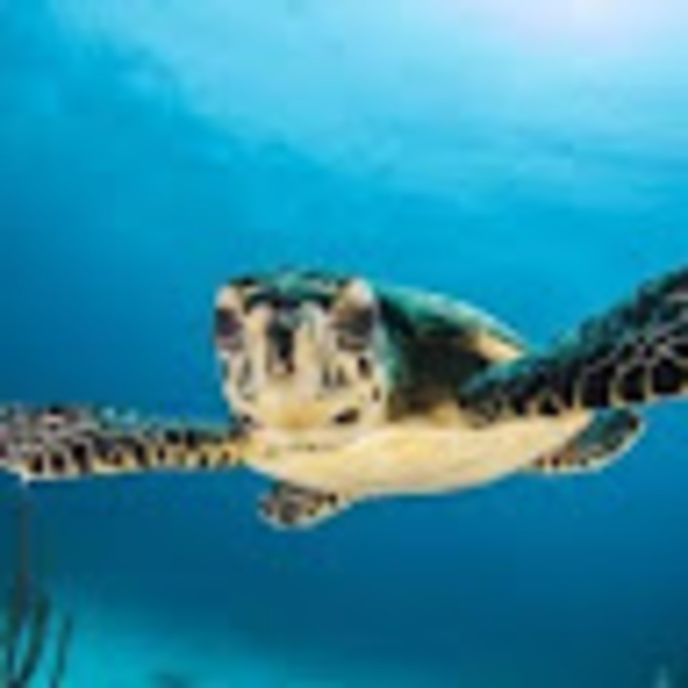 Meet your Posher, Maya